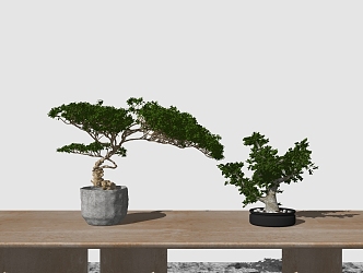 New Chinese Bonsai Green Plant 3d model