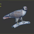 Detailed Falcon Sculpture Perched On Wooden Branch With Gray White Feathers And Red Tail