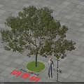 Cinnamomum Burmannii Tree in Square Paved Ground with Circular Green Base 1.8m Height and Person