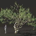 Lush Green Tree With Thick Trunk And Standing Person In Dark Background 3d model
