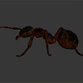 3D Model Black and Red Ant with Detailed Legs and Antennae on Gray Background