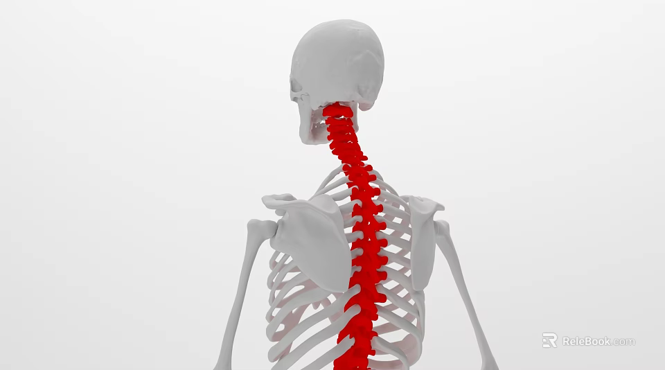 Medical Device Human Skeleton Spine Model For Anatomical Education And Demonstration 3d model 