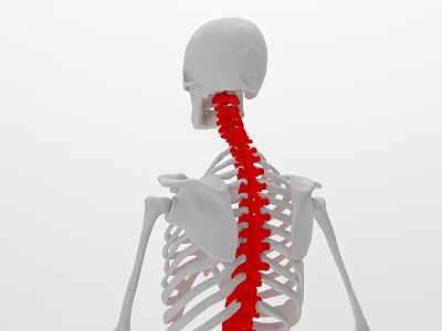 Medical Device Human Skeleton Spine Model For Anatomical Education And Demonstration 3d model