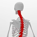 Medical Device Human Skeleton Spine Model For Anatomical Education And Demonstration