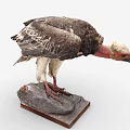Vulture Taxidermy Specimen Standing on Stone Base with Gray White Feathers Red Head Red Feet