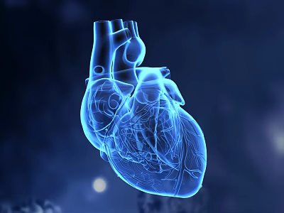 Detailed 3D Anatomical Human Heart Model Showing Internal Structure With Blue Background 3d model