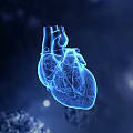 Detailed 3D Anatomical Human Heart Model Showing Internal Structure With Blue Background