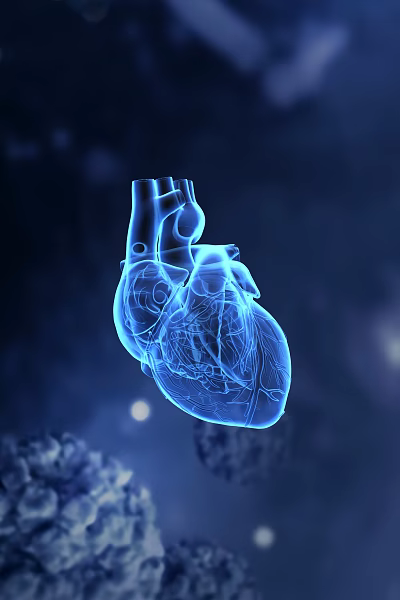 Detailed 3D Anatomical Human Heart Model Showing Internal Structure With Blue Background 3d model