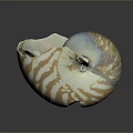 Beautiful Flying Animal With Brown And White Striped Wings And Shiny Surface