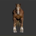Brown Horse With Light Mane Standing On Dark Reflective Surface With White Hooves