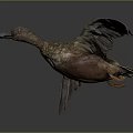 Brown Duck Spreading Wings in Flying Pose with Detailed Feathers Against Dark Background