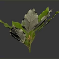 Fresh Vibrant Green Leafy Plant With Multiple Leaves On Dark Background