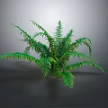 Fern Plant With Green Feathery Leaves And Lush Appearance On Gray Background