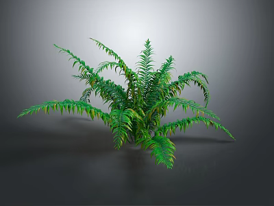 Fern Plant With Green Feathery Leaves And Lush Appearance On Gray Background 3d model