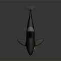 Orca Whale With Black And White Coloration Dorsal Fin And Pectoral Fin On Dark Background