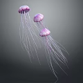 Three Purple Jellyfish With Long Tentacles Swimming In Gray Background