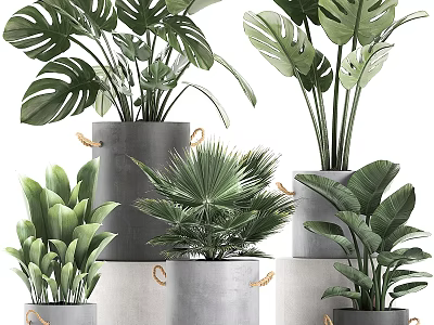 Modern Indoor Decorative Ornament Arrangement With Green Plants In Concrete Pots 3d model