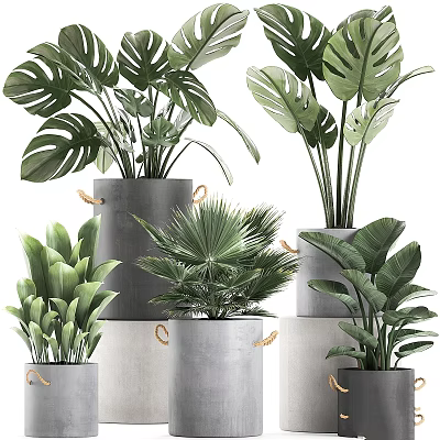 Modern Indoor Decorative Ornament Arrangement With Green Plants In Concrete Pots 3d model