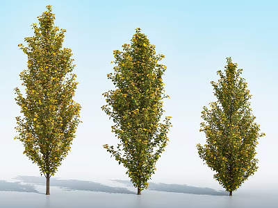 Three Tall Arbor Trees With Green And Yellow Leaves Against Light Blue Sky 3d model