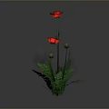 Red Poppy Flowers With Two Blooms Green Leaves And Stems On Gray Background