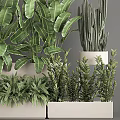 Potted Plants with Large Green Leaves Cactus and Ferns in White Rectangular Indoor Pots