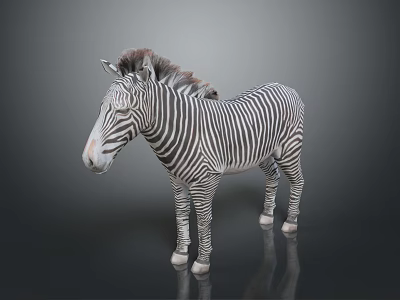 Realistic Zebra With Black And White Stripes Standing On Dark Background With Reflection 3d model