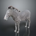 Realistic Zebra With Black And White Stripes Standing On Dark Background With Reflection 3d model