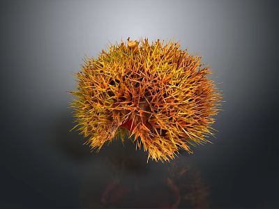 Fresh Chestnut With Spiky Golden Brown Shell On Dark Background 3d model