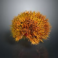 Fresh Chestnut With Spiky Golden Brown Shell On Dark Background