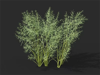 Fresh Green Fennel Vegetable With Leafy Stems For Culinary Use 3d model