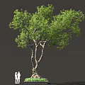 Tall Tree With Lush Green Foliage And Two People Standing Nearby