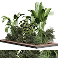 Diverse Green Tropical Plants With Various Leaves On Wooden Decorative Platform