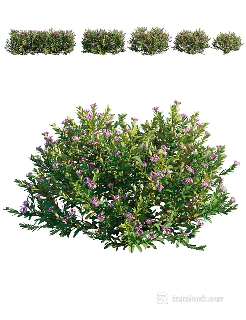 Lush Green Shrub With Purple Small Flowers And Dense Foliage In Garden 3d model 