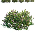 Lush Green Shrub With Purple Small Flowers And Dense Foliage In Garden