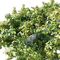 Green Vine Covered Garden Pergola With Arch Structure And Lush Foliage