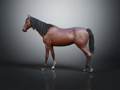 Brown Horse with Black Mane and Tail Standing on Gray Background with Ground Reflection 3d model