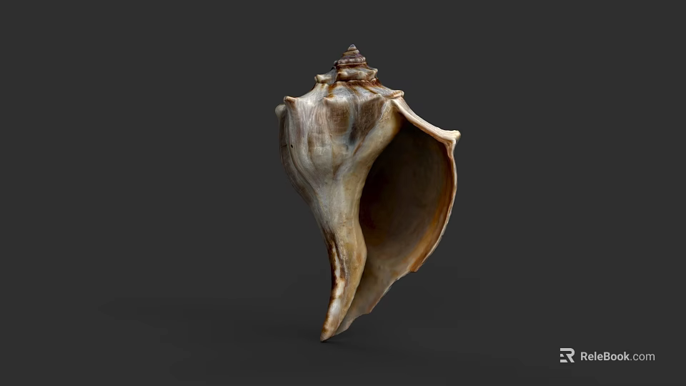 Marine Animal Conch Shell With Natural Spiral Structure And Brown White Pattern 3d model 