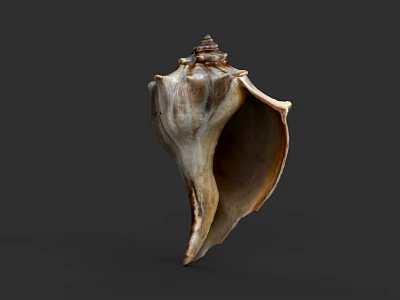 Marine Animal Conch Shell With Natural Spiral Structure And Brown White Pattern 3d model