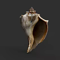 Marine Animal Conch Shell With Natural Spiral Structure And Brown White Pattern