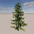 Tall Evergreen Arbor With Lush Green Foliage Against Blue Sky And White Clouds