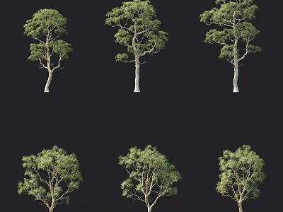 Multiple Arbor Trees With Green Foliage And Smooth Trunks On Black Background 3d model
