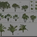 Arbor Tree Varieties With Various Leaf Shapes And Growth Forms 3d model