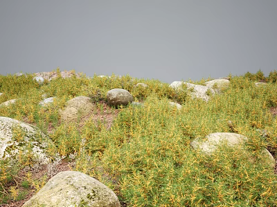 Yellow Flowering Plants Thriving Among Large Stones in Natural Outdoor Garden Area 3d model