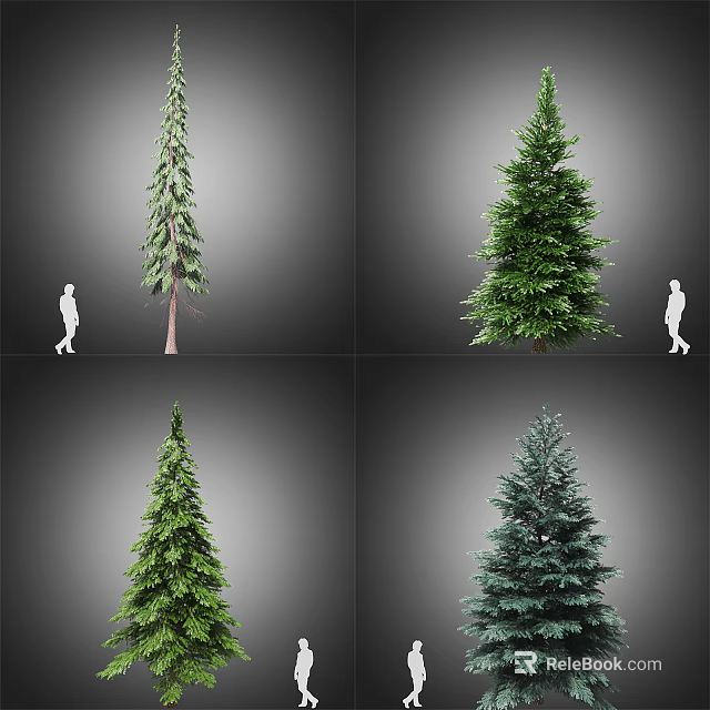 Different Arbor Species With Human Silhouette For Size Comparison And Distinctive Features 3d model