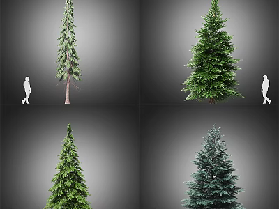 Different Arbor Species With Human Silhouette For Size Comparison And Distinctive Features 3d model