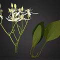 Fresh Plant With White Flowers And Green Leaves On Natural Branches