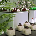 Modern Dessert Display With Green Confections White Cone Treats And Green Plants On Shelves