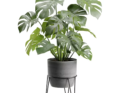 Monstera Plant in Gray Concrete Pot on Black Metal Stand with Large Green Leaves 3d model