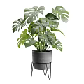 Monstera Plant in Gray Concrete Pot on Black Metal Stand with Large Green Leaves