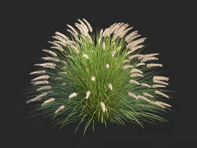 Vibrant Green Shrub Featuring Dense Lush Foliage And White Feathery Flowers 3d model